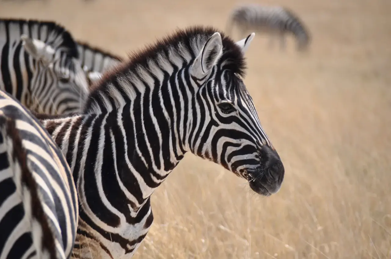 Zebras · Namibia · Andrea Bellati