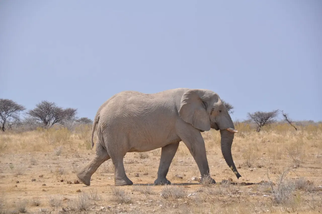 Elephant · Namibia · Andrea Bellati