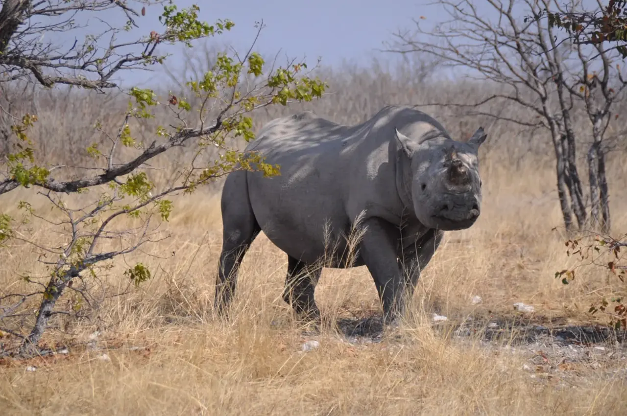 Buffalo · Namibia · Andrea Bellati