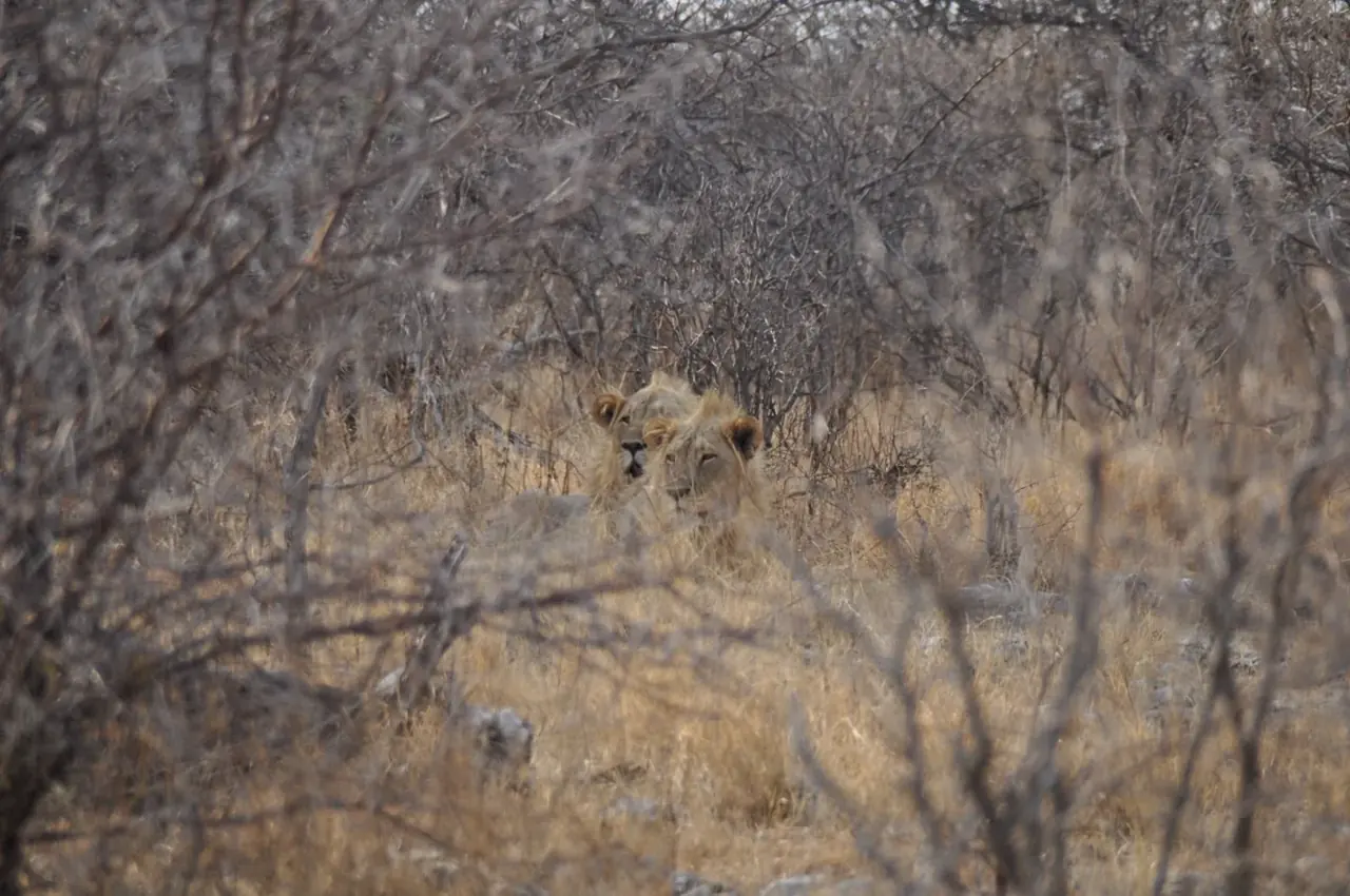 Lioness in the bush · Namibia · Andrea Bellati