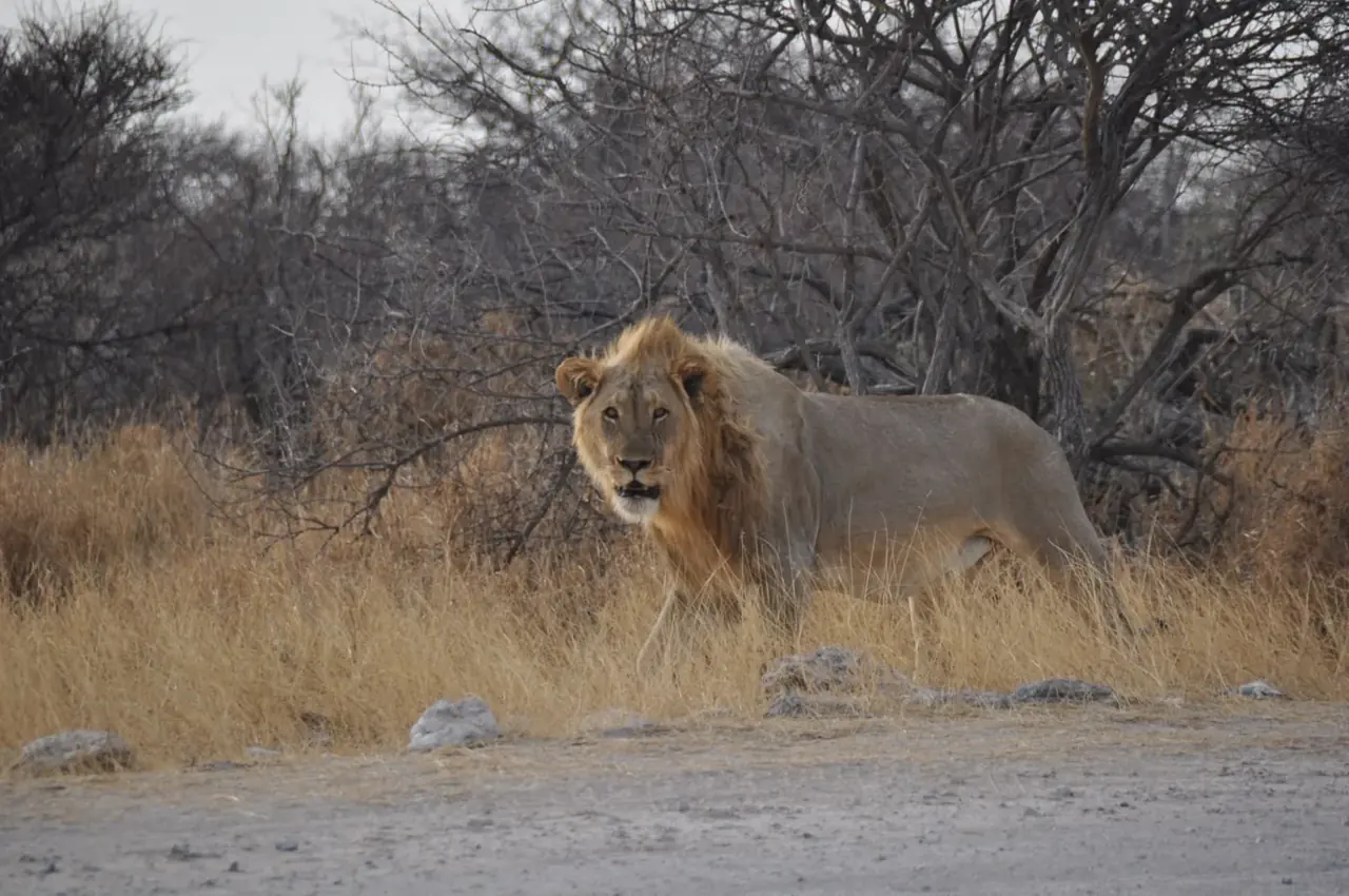 Male lion · Namibia · Andrea Bellati