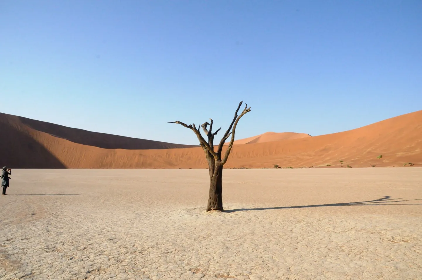 Tree and dunes in Namibia, photograph by Andrea Bellati